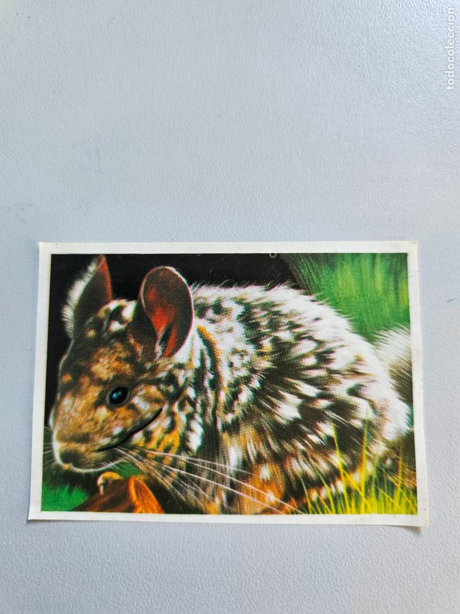 Coleccionismo Cromos antiguos: Panorama animales y plantas cromo n&ordm; 172, &aacute;lbum Maga, 1976