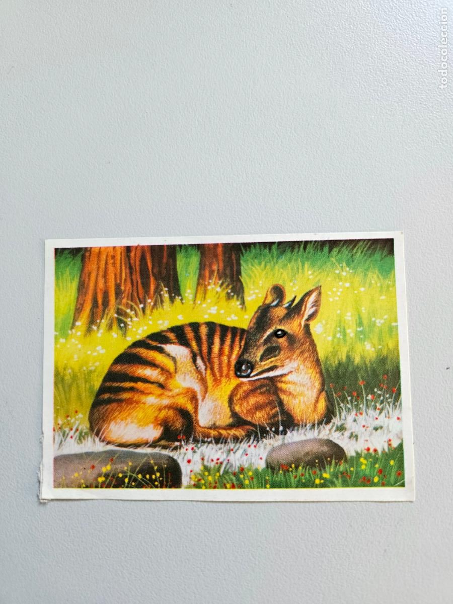 Coleccionismo Cromos antiguos: Panorama animales y plantas cromo n&ordm; 176, &aacute;lbum Maga, 1976