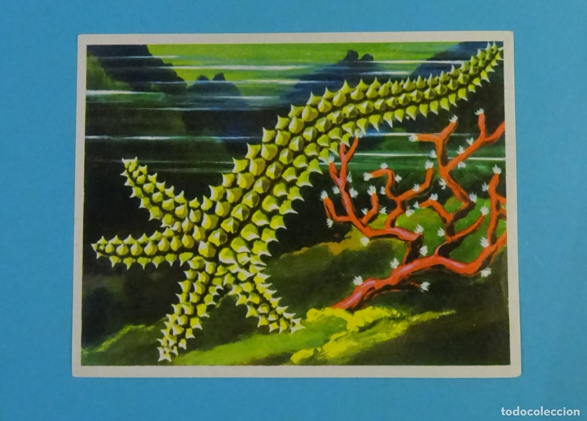 Coleccionismo Cromos antiguos: CROMO N&ordm; 70 ESTRELLA COMETA COLECCI&Oacute;N LA NATURALEZA Y EL HOMBRE