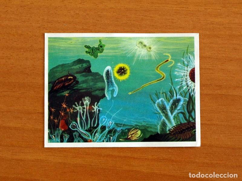 Coleccionismo Cromos antiguos: El Mar Fuente de Vida - Cromo N&ordm; 9 - Editorial Ruiz Romero A&ntilde;o 1973 - Nunca Pegado