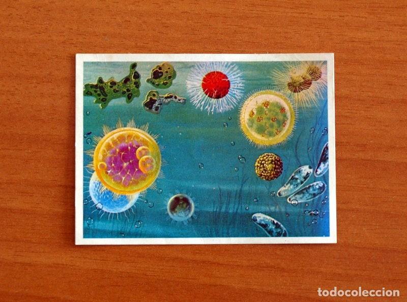 Coleccionismo Cromos antiguos: El Mar Fuente de Vida - Cromo N&ordm; 10 - Editorial Ruiz Romero A&ntilde;o 1973