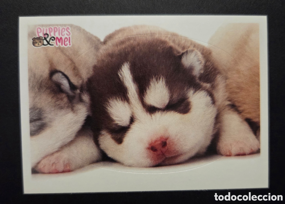 Coleccionismo Cromos antiguos: Cromo n&deg; 62 Puppies and me Panini 2021