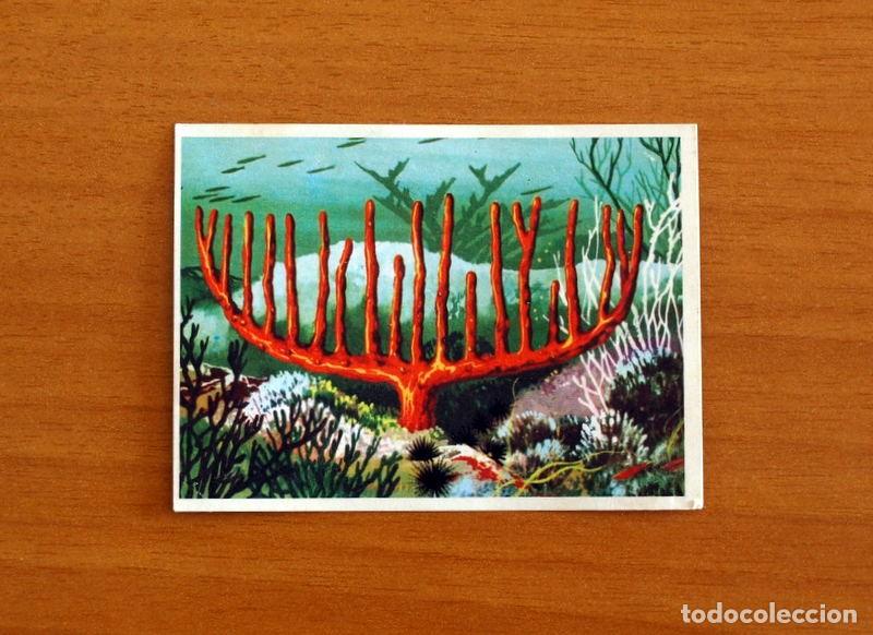 Collectable Antique Stickers: El Mar Fuente de Vida - Cromo N&ordm; 47 - Editorial Ruiz Romero A&ntilde;o 1973