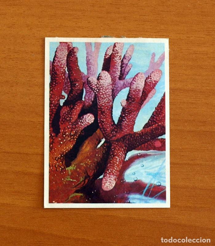 Collezionismo Figurine antiche: El Mar Fuente de Vida - Cromo N&ordm; 48 - Editorial Ruiz Romero A&ntilde;o 1973