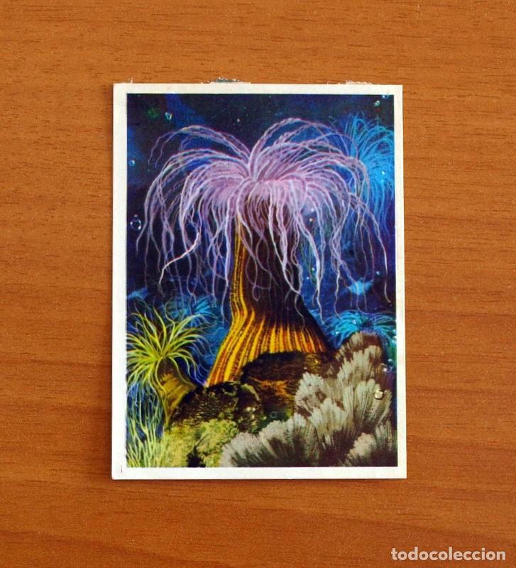 Collezionismo Figurine antiche: El Mar Fuente de Vida - Cromo N&ordm; 50 - Editorial Ruiz Romero A&ntilde;o 1973