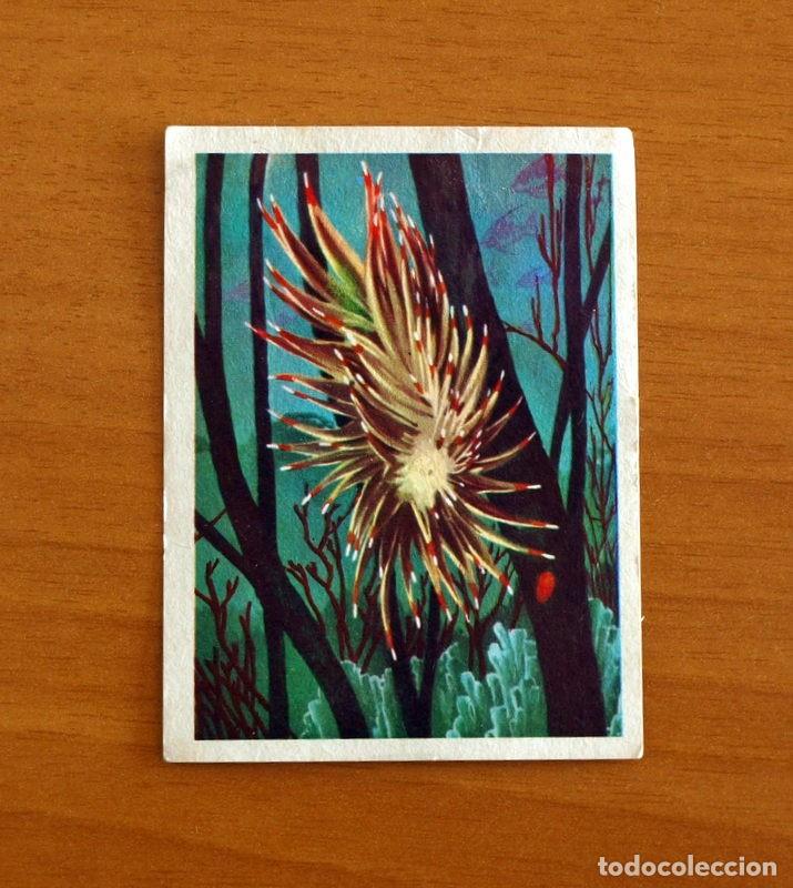 Coleccionismo Cromos antiguos: El Mar Fuente de Vida - Cromo N&ordm; 56 - Editorial Ruiz Romero A&ntilde;o 1973