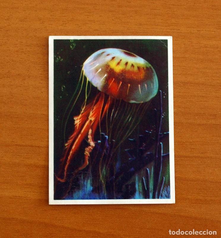 Coleccionismo Cromos antiguos: El Mar Fuente de Vida - Cromo N&ordm; 58 - Editorial Ruiz Romero A&ntilde;o 1973