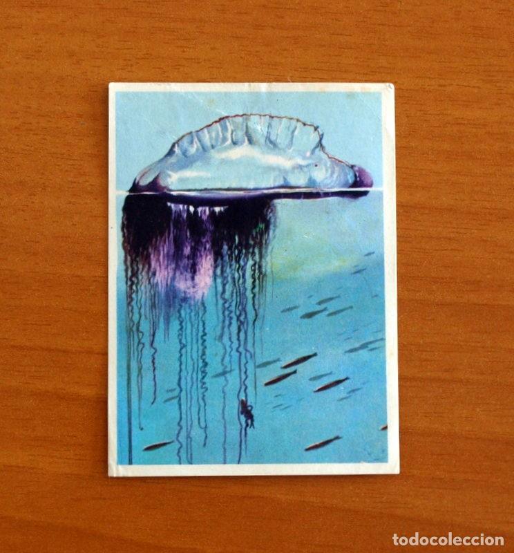 Coleccionismo Cromos antiguos: El Mar Fuente de Vida - Cromo N&ordm; 59 - Editorial Ruiz Romero A&ntilde;o 1973