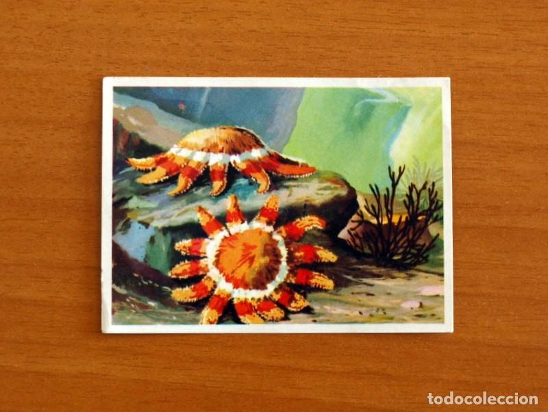 Coleccionismo Cromos antiguos: El Mar Fuente de Vida - Cromo N&ordm; 63 - Editorial Ruiz Romero A&ntilde;o 1973