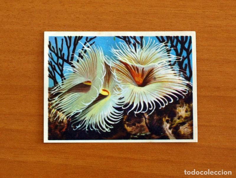 Coleccionismo Cromos antiguos: El Mar Fuente de Vida - Cromo N&ordm; 64 - Editorial Ruiz Romero A&ntilde;o 1973