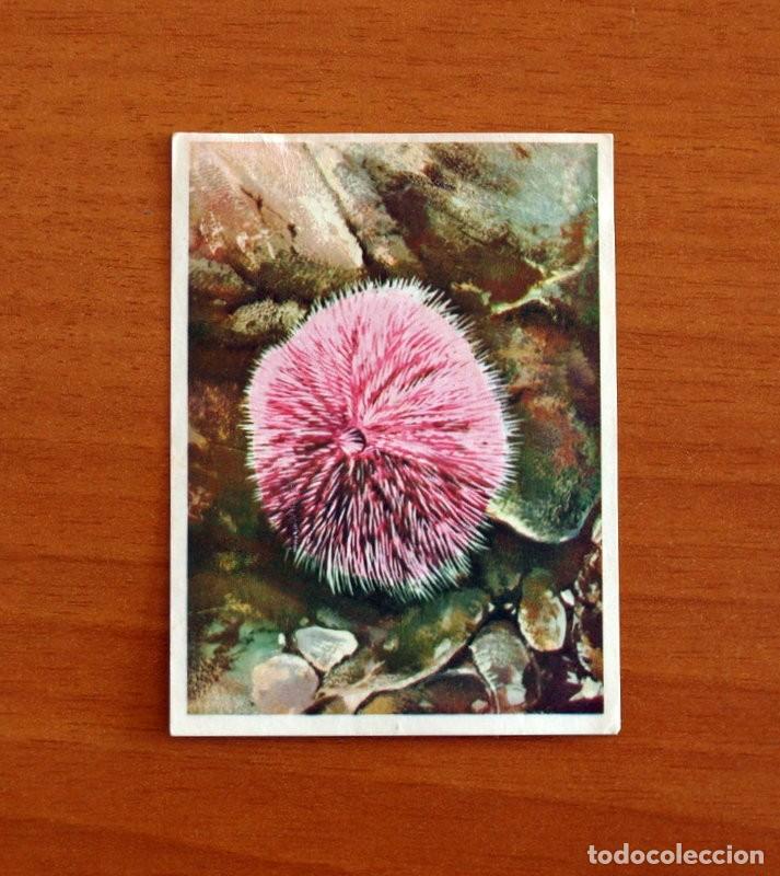 Coleccionismo Cromos antiguos: El Mar Fuente de Vida - Cromo N&ordm; 65 - Editorial Ruiz Romero A&ntilde;o 1973