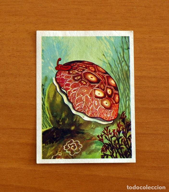 Coleccionismo Cromos antiguos: El Mar Fuente de Vida - Cromo N&ordm; 71 - Editorial Ruiz Romero A&ntilde;o 1973