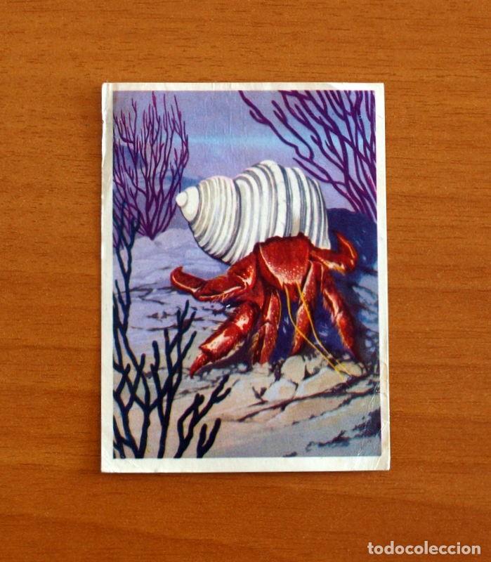 Coleccionismo Cromos antiguos: El Mar Fuente de Vida - Cromo N&ordm; 72 - Editorial Ruiz Romero A&ntilde;o 1973