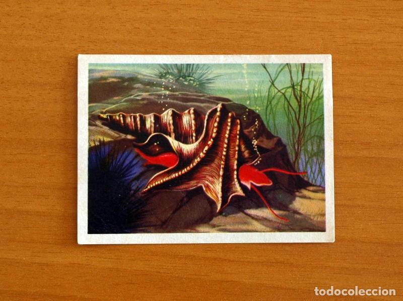 Coleccionismo Cromos antiguos: El Mar Fuente de Vida - Cromo N&ordm; 75 - Editorial Ruiz Romero A&ntilde;o 1973