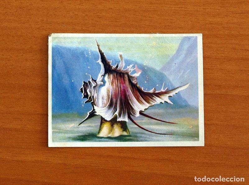 Coleccionismo Cromos antiguos: El Mar Fuente de Vida - Cromo N&ordm; 76 - Editorial Ruiz Romero A&ntilde;o 1973