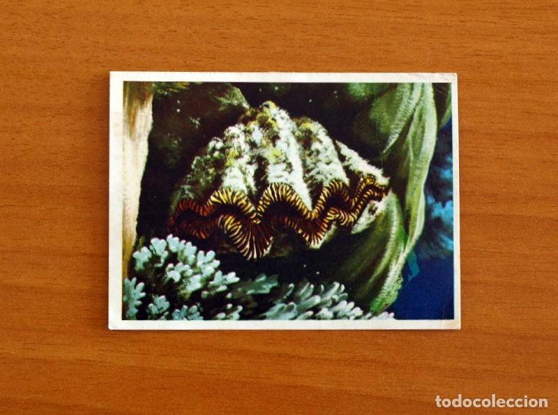 Coleccionismo Cromos antiguos: El Mar Fuente de Vida - Cromo N&ordm; 78 - Editorial Ruiz Romero A&ntilde;o 1973