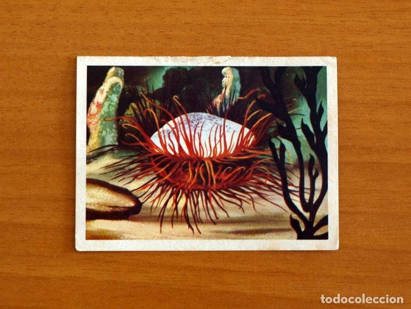 Coleccionismo Cromos antiguos: El Mar Fuente de Vida - Cromo N&ordm; 79 - Editorial Ruiz Romero A&ntilde;o 1973