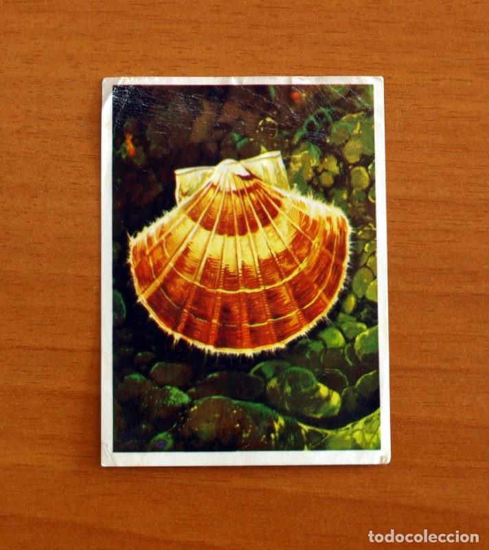 Coleccionismo Cromos antiguos: El Mar Fuente de Vida - Cromo N&ordm; 80 - Editorial Ruiz Romero A&ntilde;o 1973