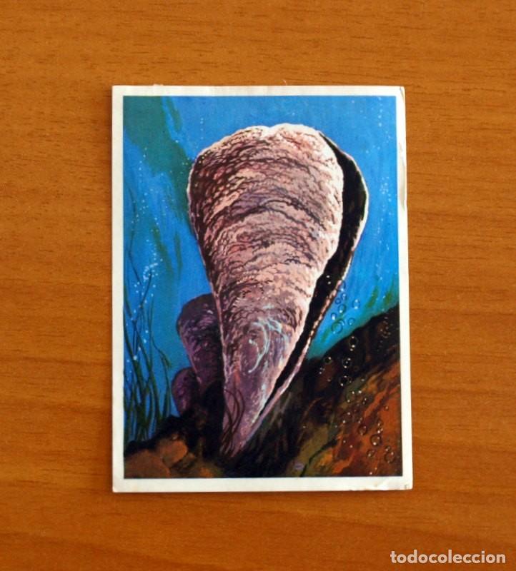 Coleccionismo Cromos antiguos: El Mar Fuente de Vida - Cromo N&ordm; 82 - Editorial Ruiz Romero A&ntilde;o 1973