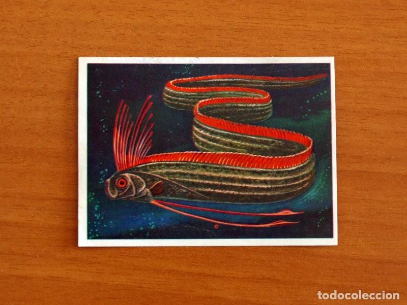 Coleccionismo Cromos antiguos: El Mar Fuente de Vida - Cromo N&ordm; 85 - Editorial Ruiz Romero A&ntilde;o 1973