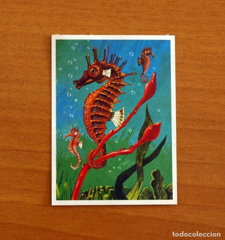 Coleccionismo Cromos antiguos: El Mar Fuente de Vida - Cromo N&ordm; 89 - Editorial Ruiz Romero A&ntilde;o 1973