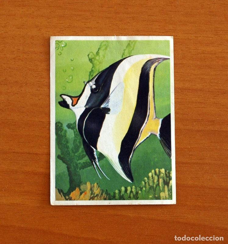 Coleccionismo Cromos antiguos: El Mar Fuente de Vida - Cromo N&ordm; 90 - Editorial Ruiz Romero A&ntilde;o 1973