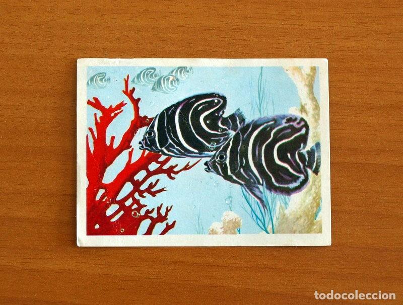 Coleccionismo Cromos antiguos: El Mar Fuente de Vida - Cromo N&ordm; 92 - Editorial Ruiz Romero A&ntilde;o 1973