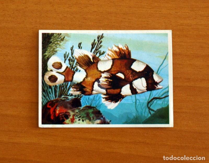 Coleccionismo Cromos antiguos: El Mar Fuente de Vida - Cromo N&ordm; 95 - Editorial Ruiz Romero A&ntilde;o 1973