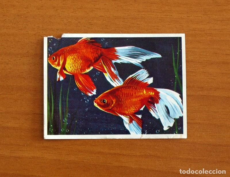 Coleccionismo Cromos antiguos: El Mar Fuente de Vida - Cromo N&ordm; 97 - Editorial Ruiz Romero A&ntilde;o 1973