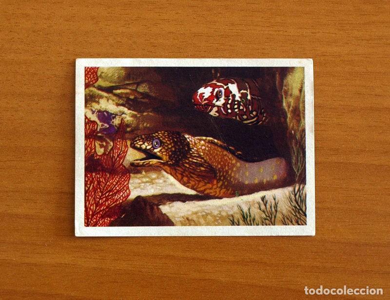 Coleccionismo Cromos antiguos: El Mar Fuente de Vida - Cromo N&ordm; 100 - Editorial Ruiz Romero A&ntilde;o 1973