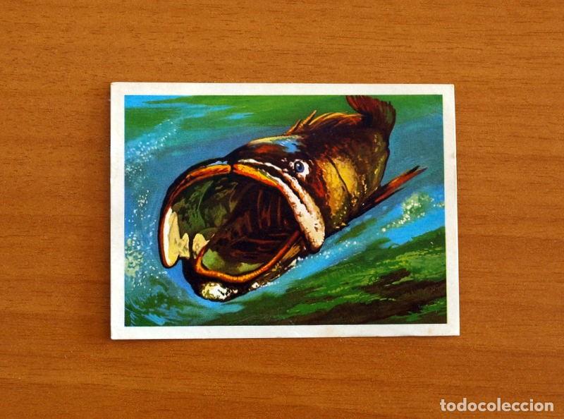 Coleccionismo Cromos antiguos: El Mar Fuente de Vida - Cromo N&ordm; 102 - Editorial Ruiz Romero A&ntilde;o 1973