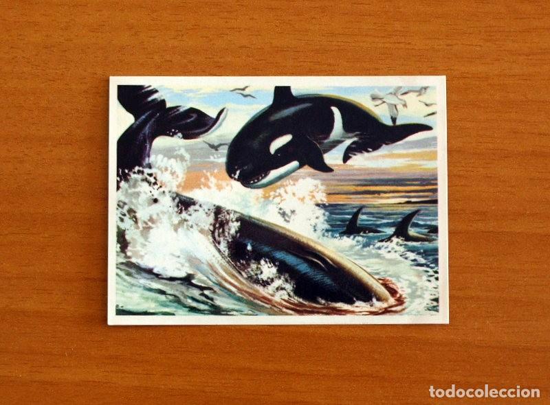 Coleccionismo Cromos antiguos: El Mar Fuente de Vida - Cromo N&ordm; 103 - Editorial Ruiz Romero A&ntilde;o 1973 - Nunca Pegado