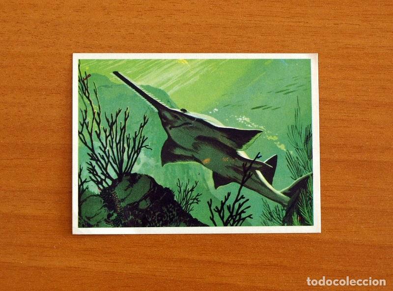 Coleccionismo Cromos antiguos: El Mar Fuente de Vida - Cromo N&ordm; 112 - Editorial Ruiz Romero A&ntilde;o 1973 - Nunca Pegado