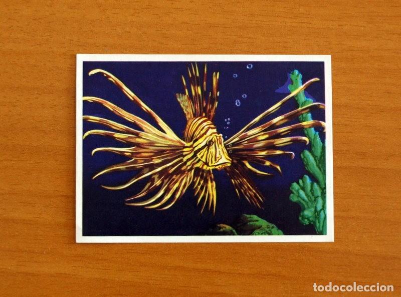 Coleccionismo Cromos antiguos: El Mar Fuente de Vida - Cromo N&ordm; 114 - Editorial Ruiz Romero A&ntilde;o 1973 - Nunca Pegado