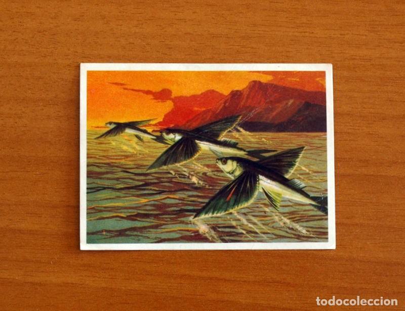 Coleccionismo Cromos antiguos: El Mar Fuente de Vida - Cromo N&ordm; 117 - Editorial Ruiz Romero A&ntilde;o 1973