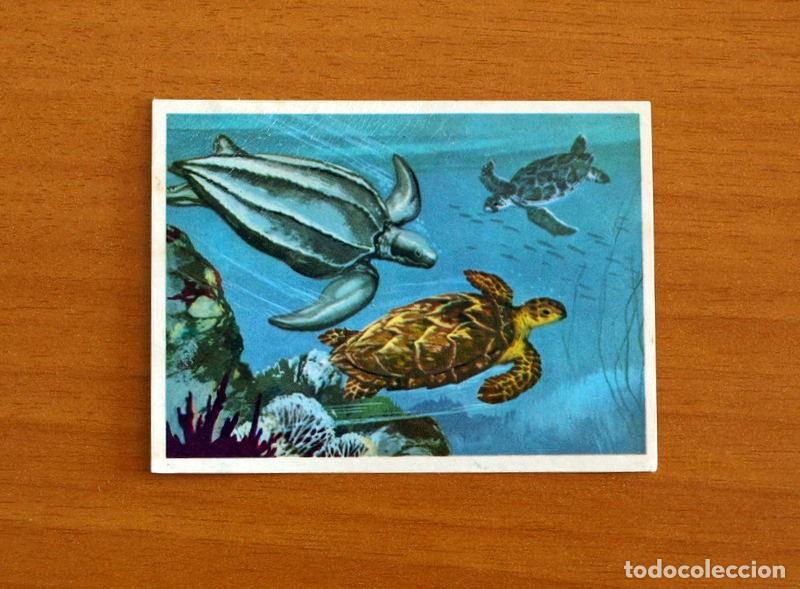 Coleccionismo Cromos antiguos: El Mar Fuente de Vida - Cromo N&ordm; 118 - Editorial Ruiz Romero A&ntilde;o 1973