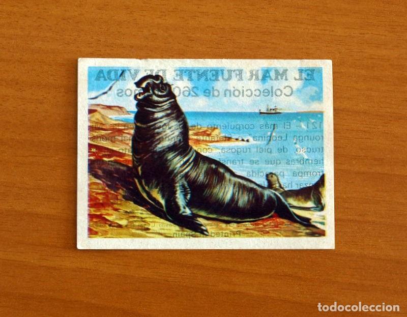 Collectionnisme Cartes &agrave; collectionner anciennes: El Mar Fuente de Vida - Cromo N&ordm; 121 - Editorial Ruiz Romero A&ntilde;o 1973