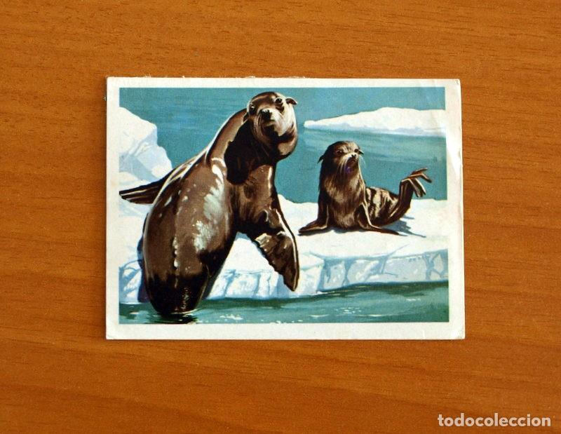 Collezionismo Figurine antiche: El Mar Fuente de Vida - Cromo N&ordm; 122 - Editorial Ruiz Romero A&ntilde;o 1973