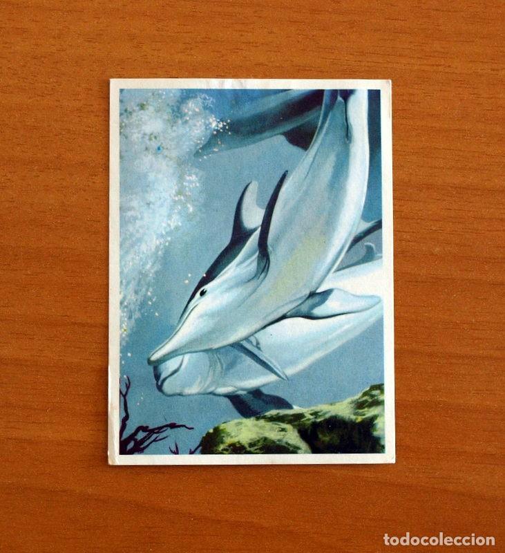 Collezionismo Figurine antiche: El Mar Fuente de Vida - Cromo N&ordm; 123 - Editorial Ruiz Romero A&ntilde;o 1973