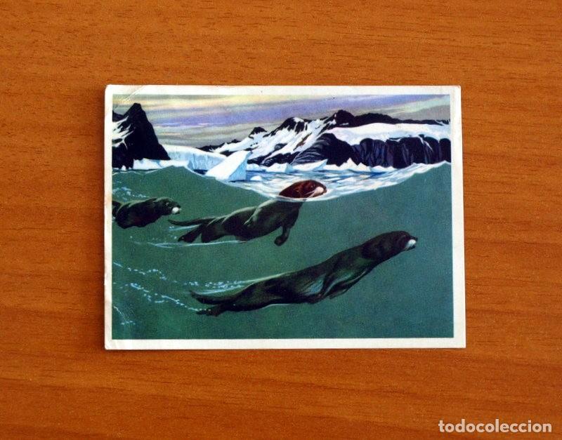 Coleccionismo Cromos antiguos: El Mar Fuente de Vida - Cromo N&ordm; 128 - Editorial Ruiz Romero A&ntilde;o 1973