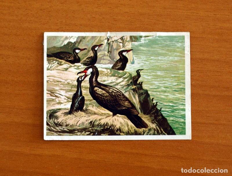 Coleccionismo Cromos antiguos: El Mar Fuente de Vida - Cromo N&ordm; 131 - Editorial Ruiz Romero A&ntilde;o 1973