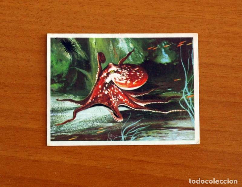 Coleccionismo Cromos antiguos: El Mar Fuente de Vida - Cromo N&ordm; 136 - Editorial Ruiz Romero A&ntilde;o 1973