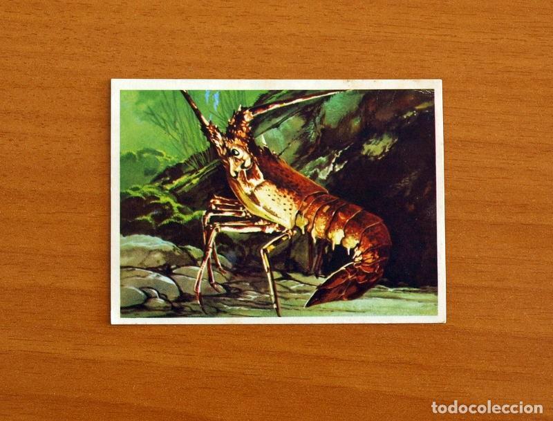 Coleccionismo Cromos antiguos: El Mar Fuente de Vida - Cromo N&ordm; 139 - Editorial Ruiz Romero A&ntilde;o 1973