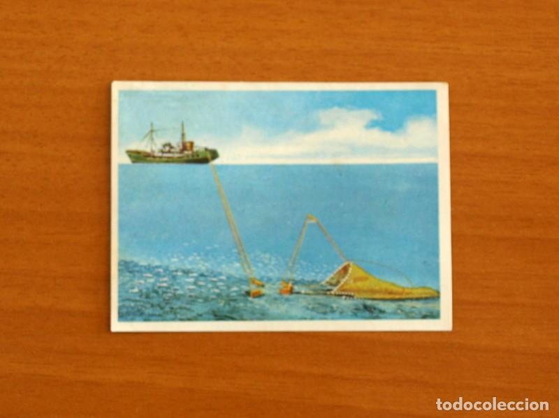 Coleccionismo Cromos antiguos: El Mar Fuente de Vida - Cromo N&ordm; 145 - Editorial Ruiz Romero A&ntilde;o 1973