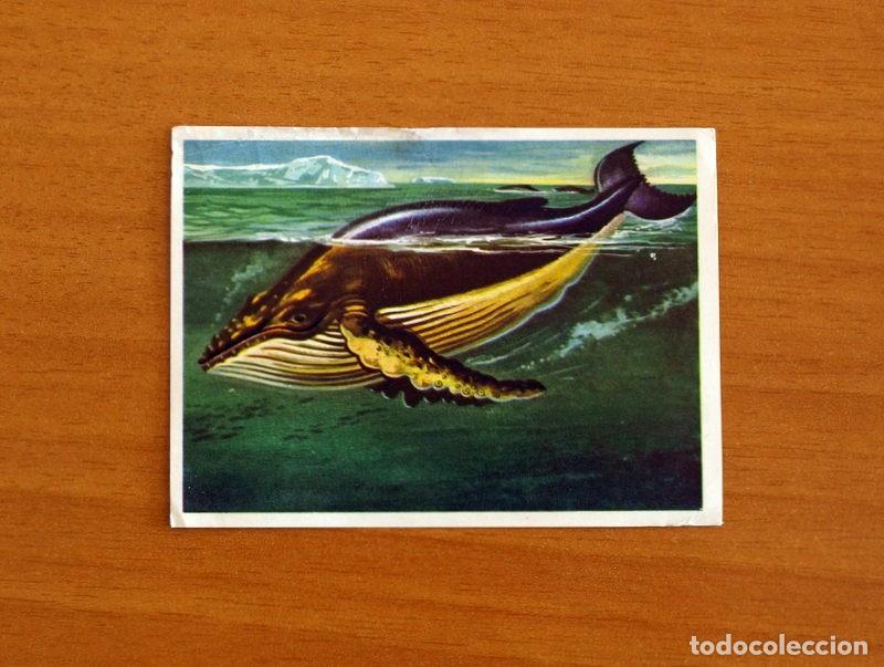 Coleccionismo Cromos antiguos: El Mar Fuente de Vida - Cromo N&ordm; 153 - Editorial Ruiz Romero A&ntilde;o 1973