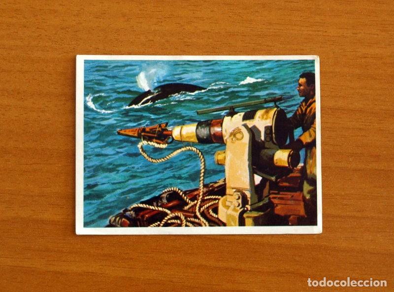 Coleccionismo Cromos antiguos: El Mar Fuente de Vida - Cromo N&ordm; 155 - Editorial Ruiz Romero A&ntilde;o 1973