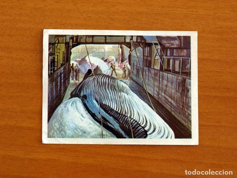 Coleccionismo Cromos antiguos: El Mar Fuente de Vida - Cromo N&ordm; 158 - Editorial Ruiz Romero A&ntilde;o 1973