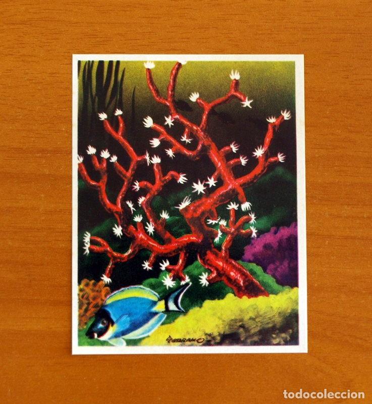 Coleccionismo Cromos antiguos: La Naturaleza y el Hombre - Cromo N&ordm; 63 Coral Rojo - Editorial Maga A&ntilde;o 1967 - Nunca Pegado