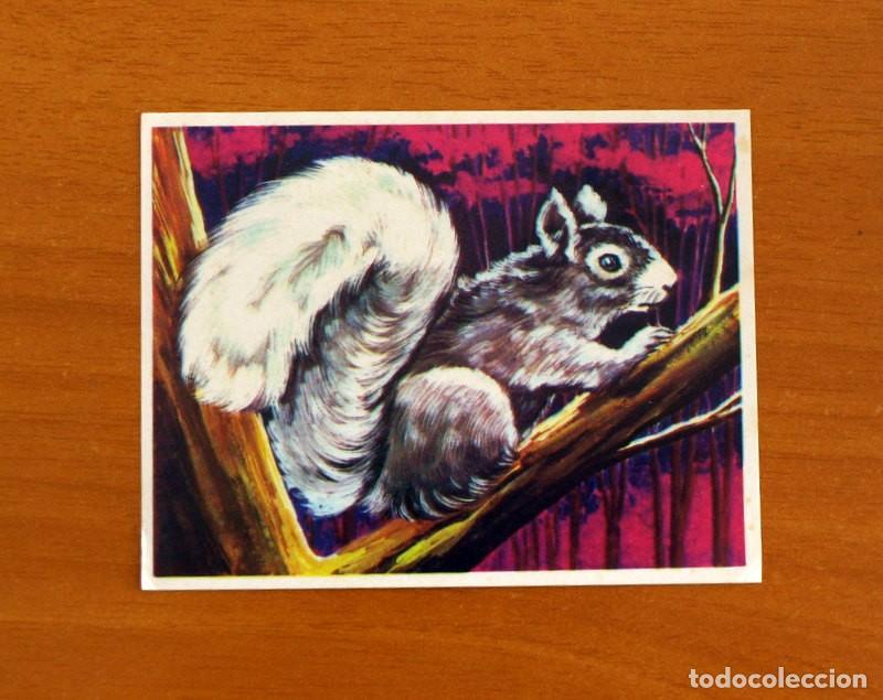 Coleccionismo Cromos antiguos: La Naturaleza y el Hombre - Cromo N&ordm; 153 Ardilla - Editorial Maga A&ntilde;o 1967 - Nunca Pegado