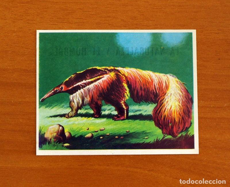 Coleccionismo Cromos antiguos: La Naturaleza y el Hombre - Cromo N&ordm; 187 Oso Hormiguero - Editorial Maga A&ntilde;o 1967 - Nunca Pegado